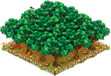 Olive grove