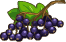 Osivo černého bezu – Goodgame Big Farm