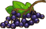 Prémiová semena černého bezu – Goodgame Big Farm