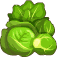 Cabbage